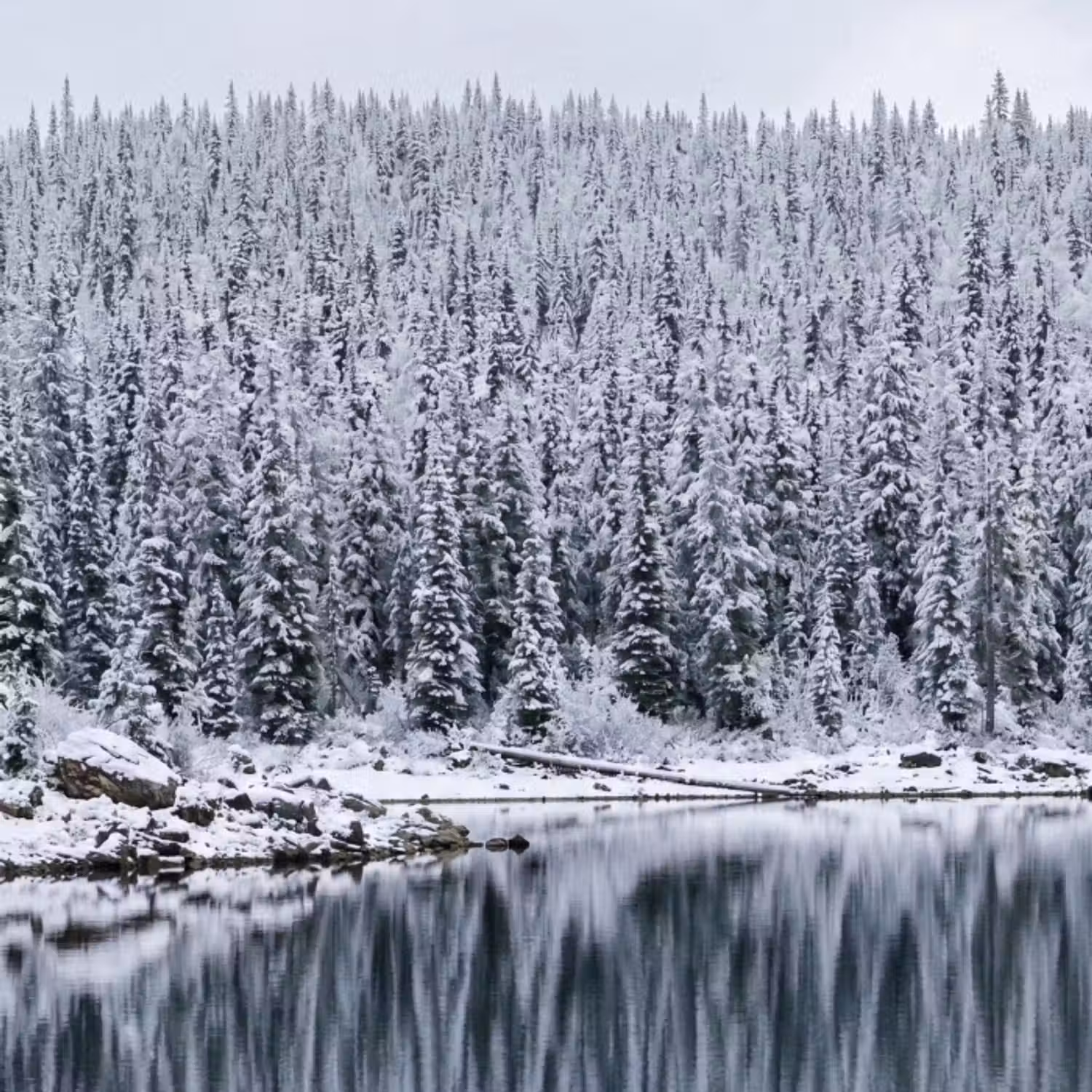 Behang - Bos - Reflectie - Meer - Winter - Serene