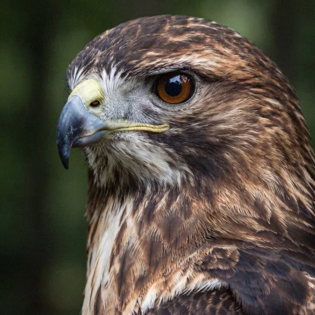 Behang - Buizerd - Roofvogel - Natuur - Bruin
