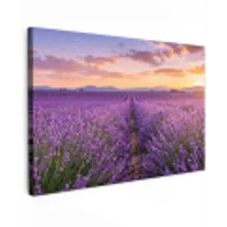 Lavendel - Veld - Natuur - Paars canvas 2cm klein -z3d