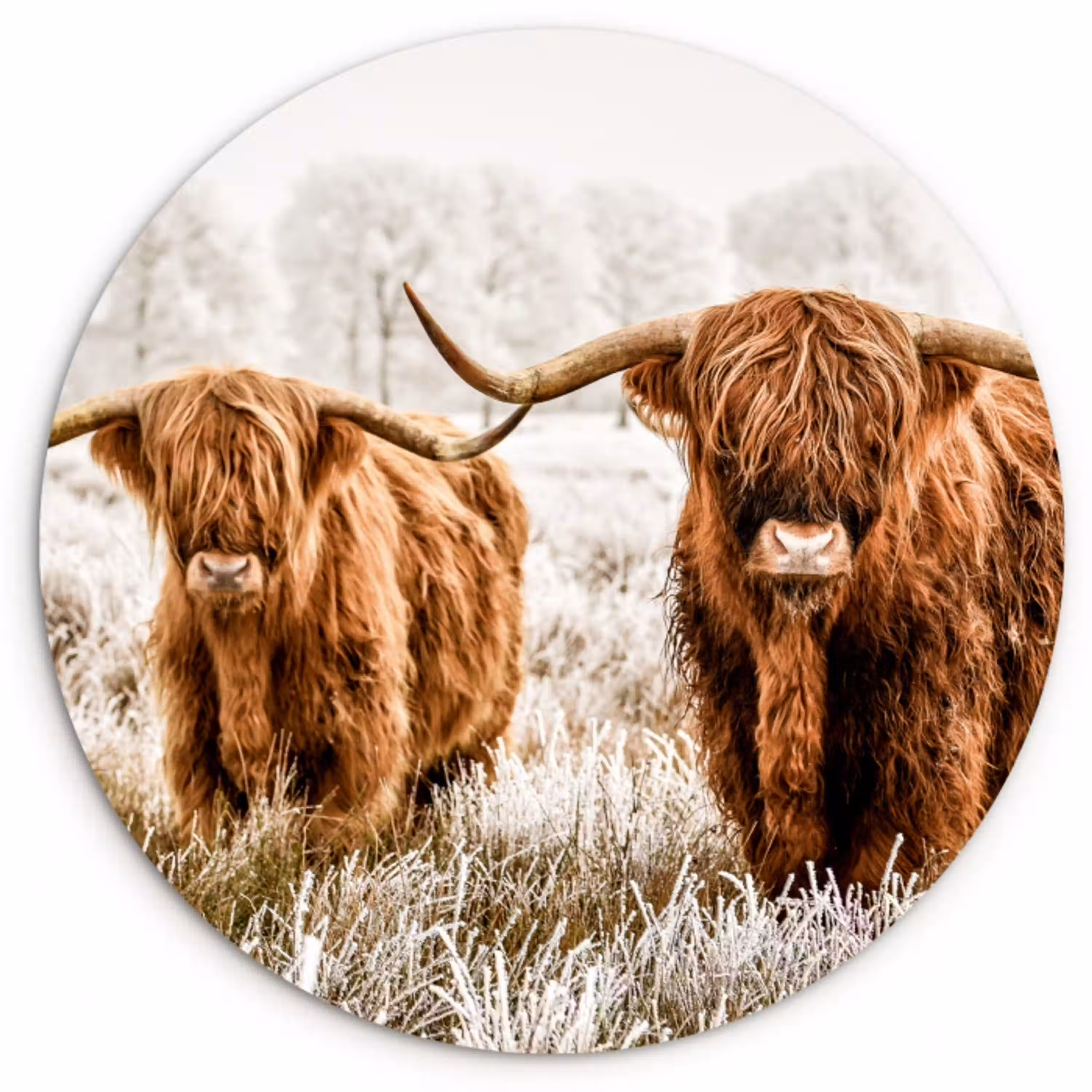 Schotse hooglander - Koe - Natuur - Winter Wandcirkel kunststof plaat 5mm dik klein -3d