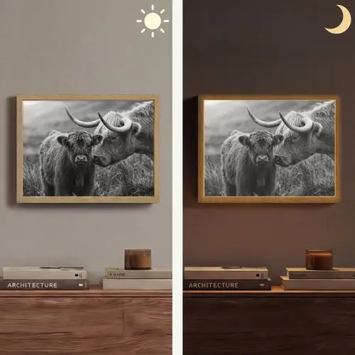 Schotse hooglander - Kalf - Zwart - Wit Light Box met batterij (Wandlamp) middel -sfeer3