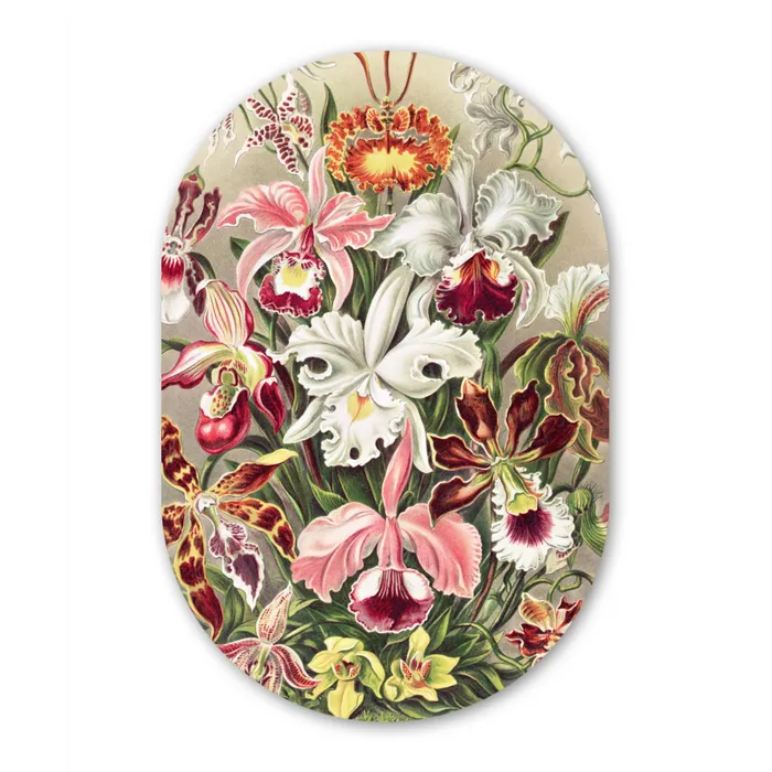 Bloemen - Ernst Haeckel - Vintage - Orchidee Wandcirkel Ovaal Forex klein -3d