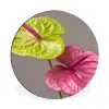 Planten - Anthurium - Groen - Roze Wandcirkel aluminium klein -3d