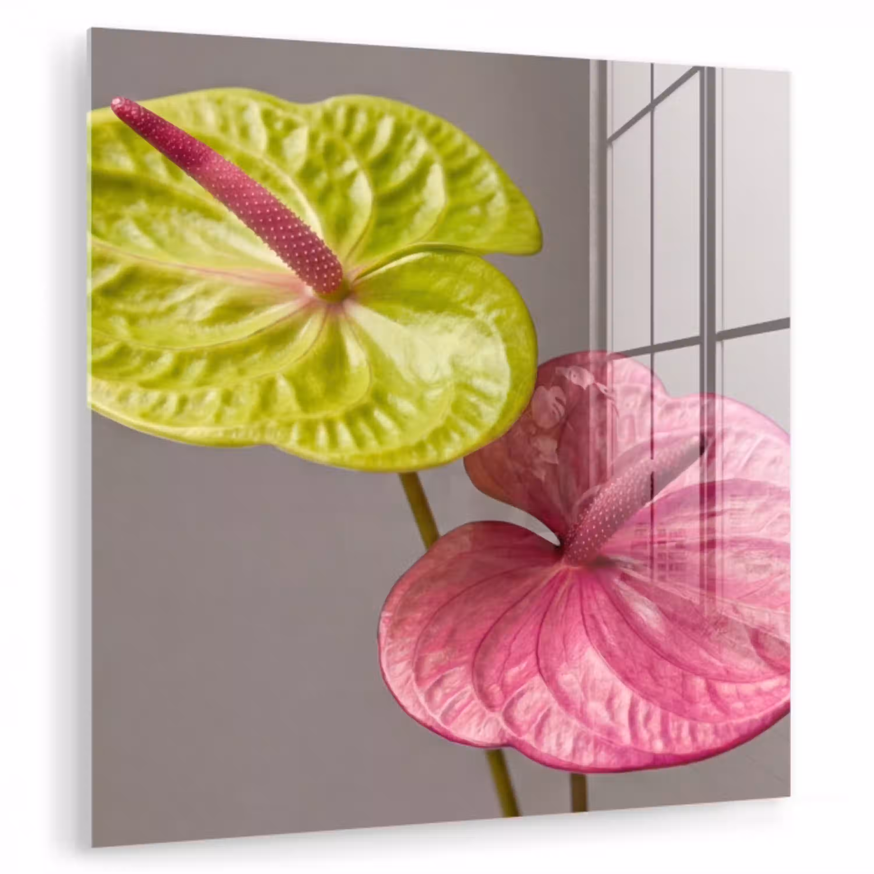 Planten - Anthurium - Groen - Roze plexiglas 5mm klein -zzzproduct_nieuw