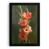 Bloem - Gladiolen - Zalmroze fotolijst zwart zonder passe partout klein -3d