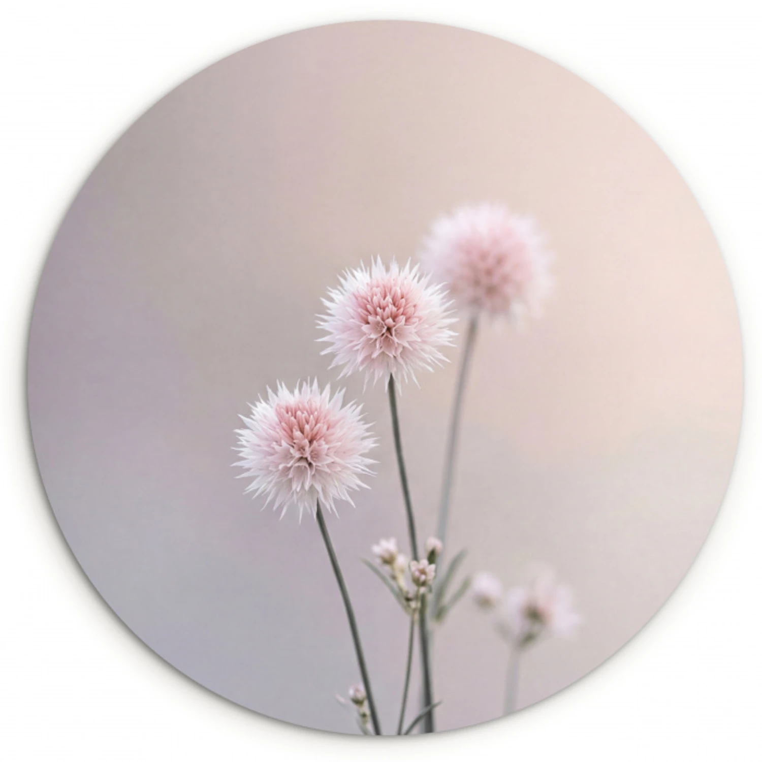 Bloemen - Bollen - Roze Wandcirkel kunststof plaat 5mm dik klein -3d