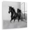 Paarden - Gras - Zwart - Wit plexiglas 5mm klein -zzzproduct_nieuw