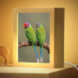 Papagaai - Tak - Natuur - Kleurrijk Light Box met kabel (Kinderlampje) klein -zzzz_3d_website