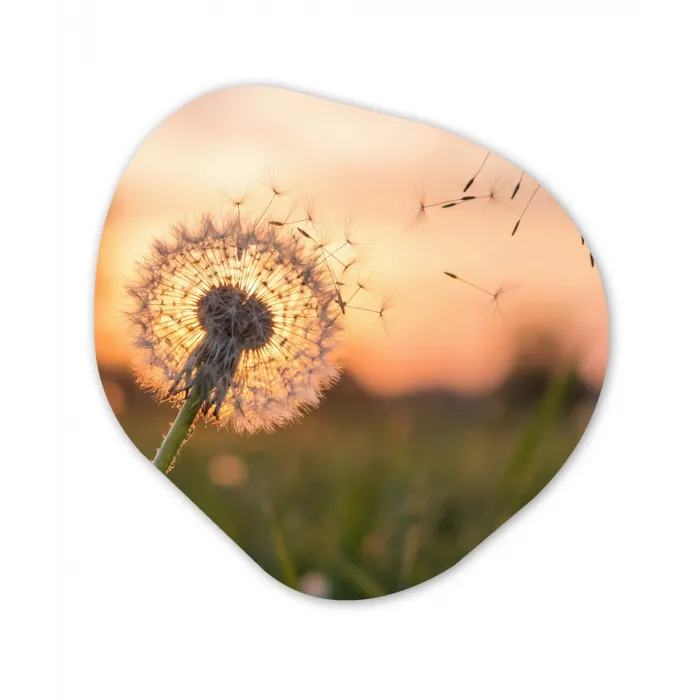 Paardenbloem - Zonsondergang - Veld Wandcirkel Organisch Aluminium middel -3d