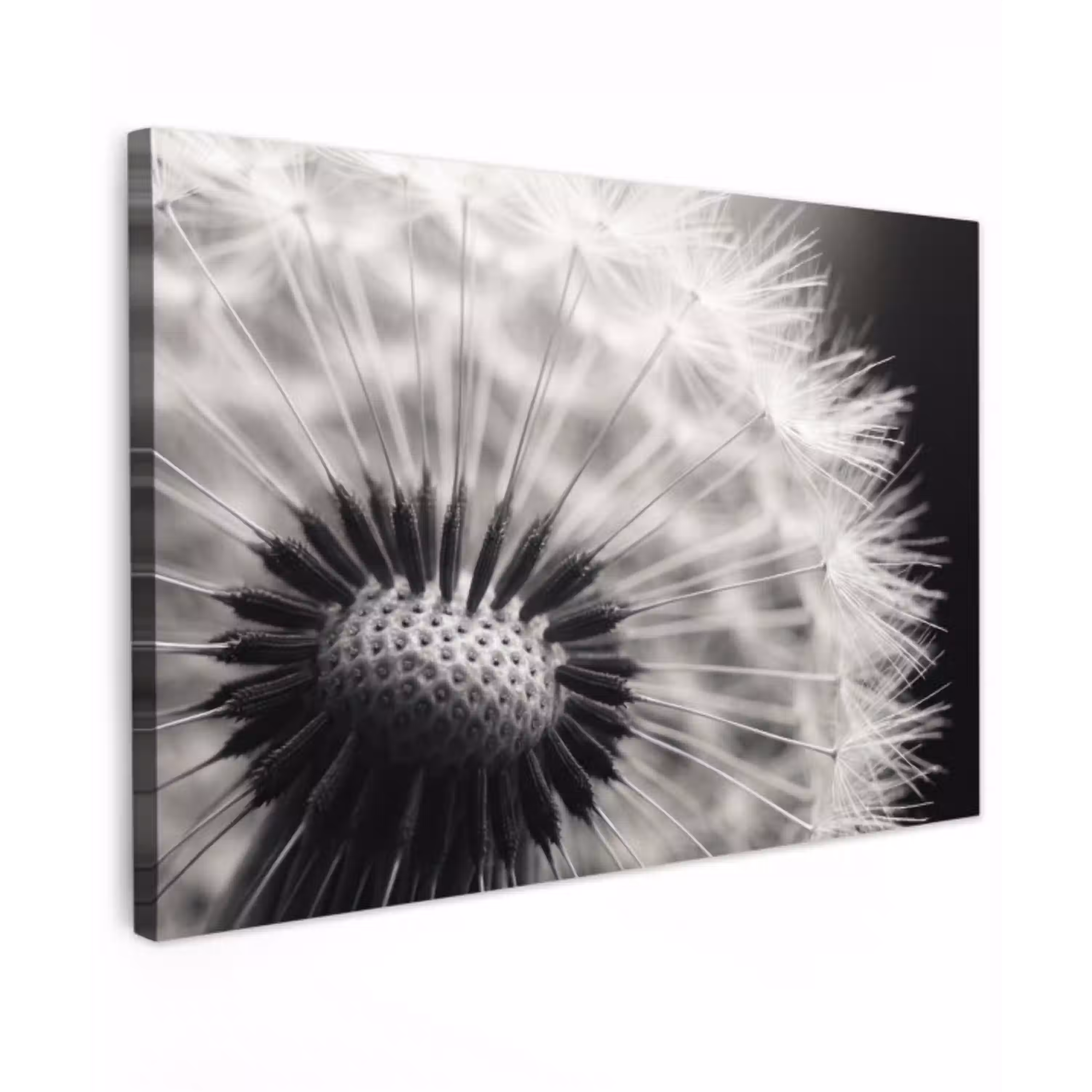 Paardenbloem - Zwart - Wit canvas 2cm klein -z3d