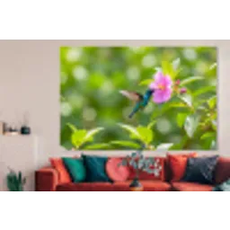 Kolibrie - Bloem - Natuur - Groen forex 5mm xxl -woonkamer