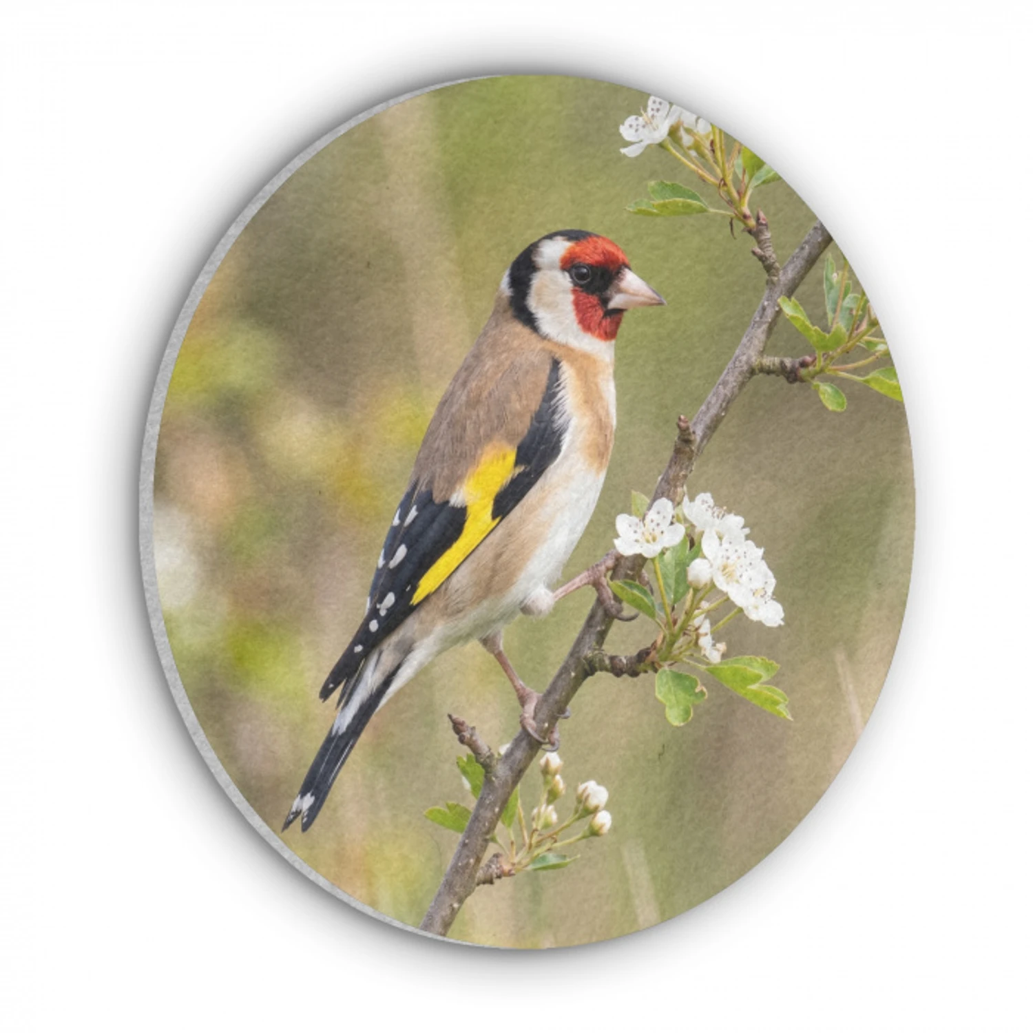 Putter - Bloesem - Lente - Natuur - Kleurrijk Akoestische PET Vilt - Rond klein -3d