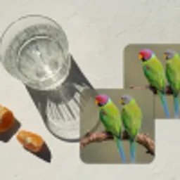Papagaai - Tak - Natuur - Kleurrijk onderzetter kurk middel -sfeer4