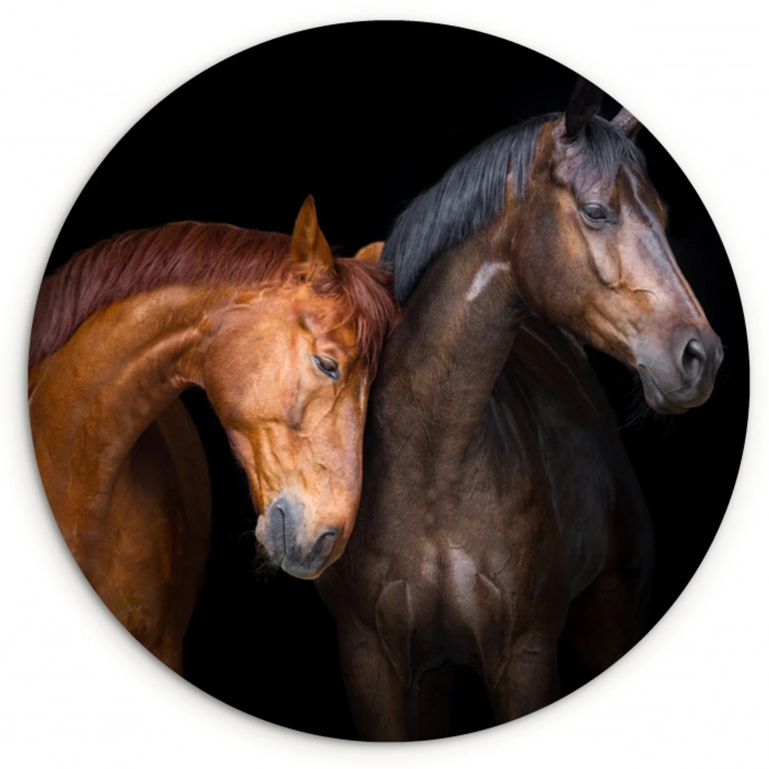 Paarden - Dieren - Portret - Bruin Wandcirkel kunststof plaat 5mm dik klein -3d