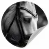 Paard - Schimmel - Portret Wandcirkel behangsticker klein -3d