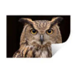 Oehoe - Uil - Portret - Bruin Muursticker klein -3d