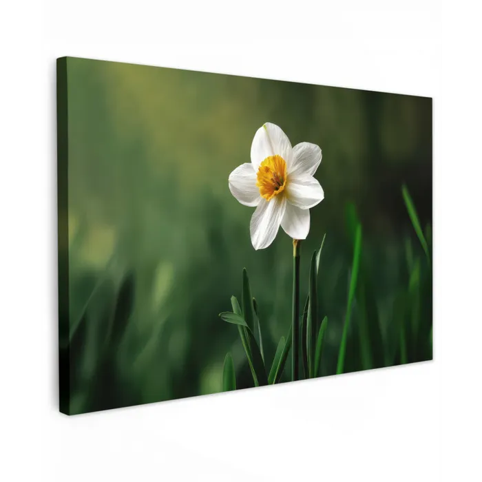 Narcis - Bloem - Wit - Grassprieten canvas 2cm klein -z3d