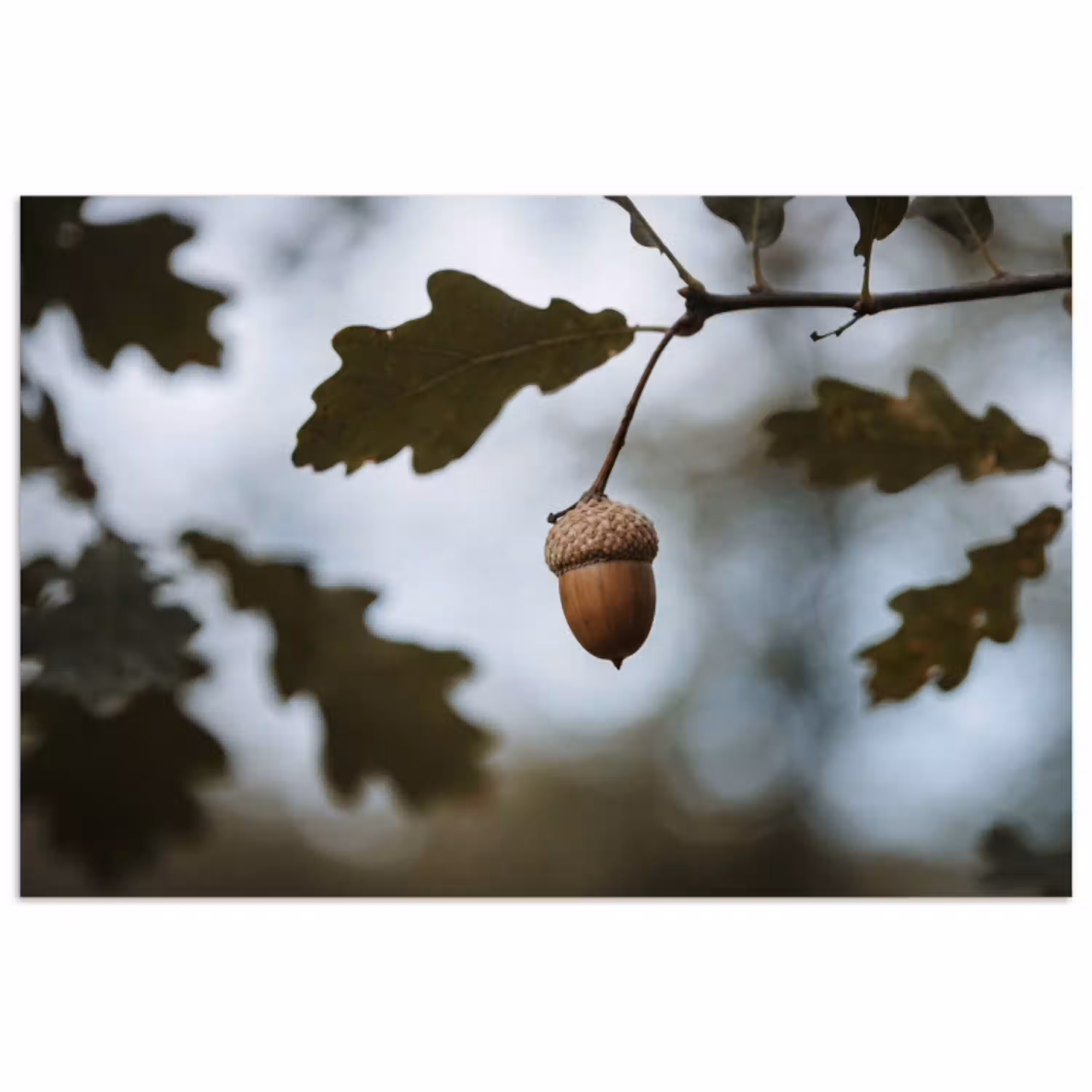 Eikel - Eikenblad - Bos - Herfst - Natuur poster papier klein -3d