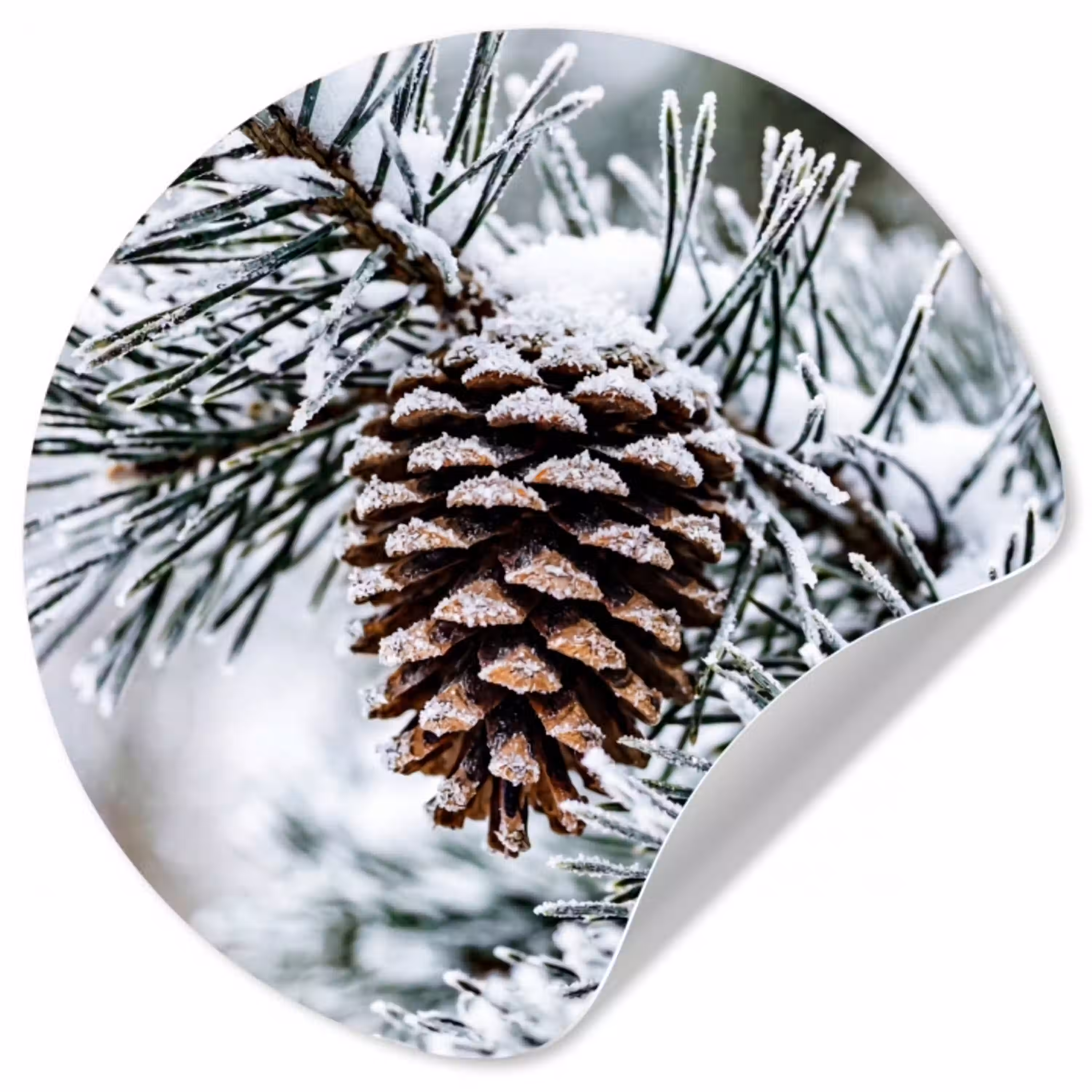 Dennenappel - Tak - Sneeuw - Winter - Sfeervol Wandcirkel behangsticker klein -3d