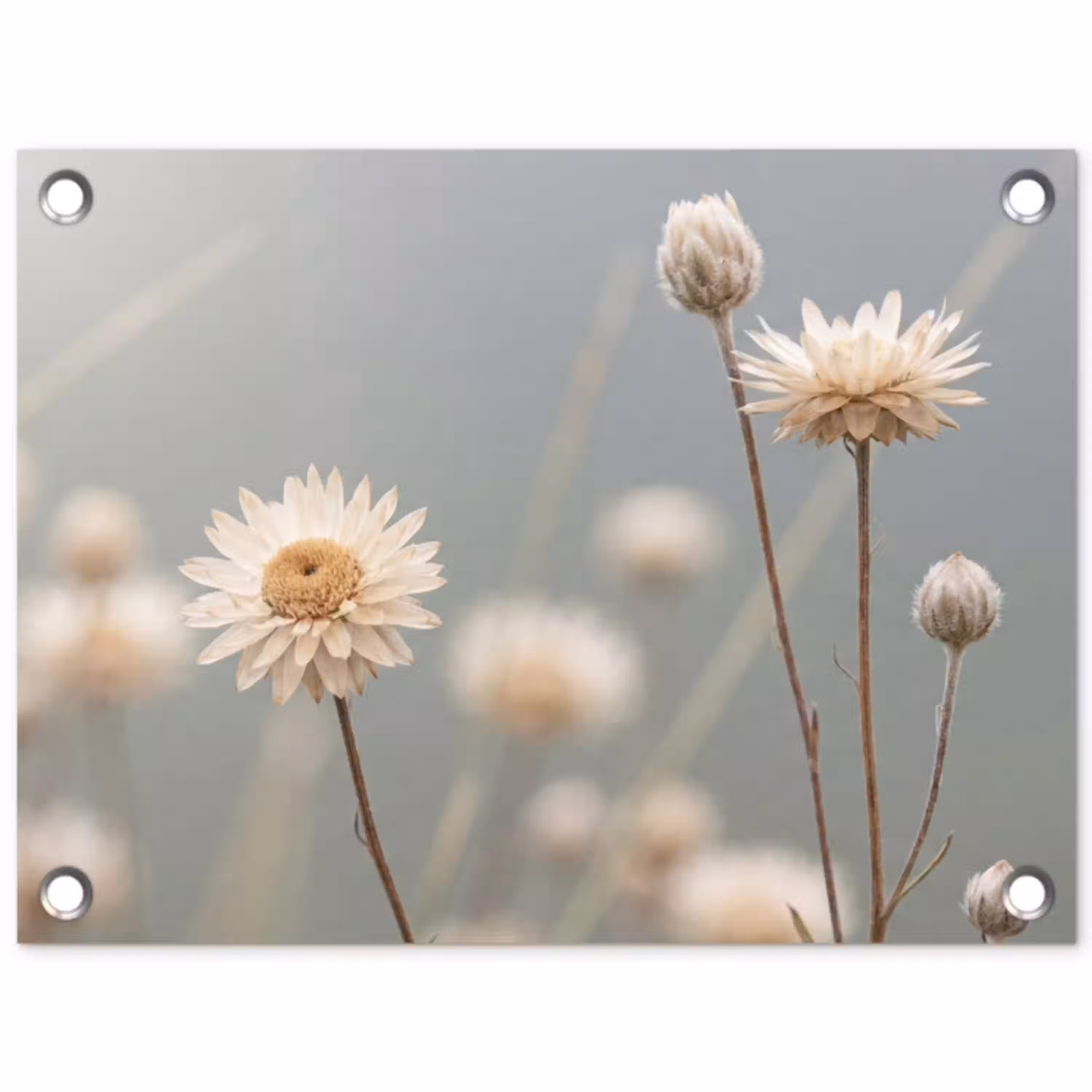 Strobloemen - Wit - Daglicht tuinposter los doek klein -3d