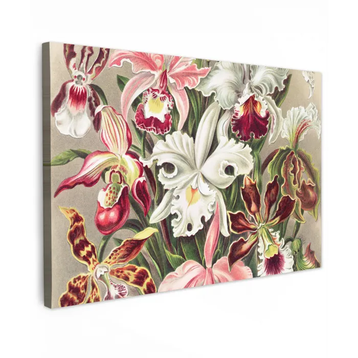 Bloemen - Ernst Haeckel - Vintage - Orchidee canvas 2cm klein -z3d