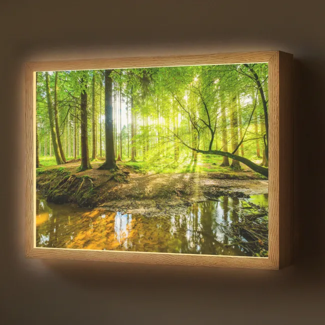Lightbox - Forest - Landscape - Water - Trees - Sun - Green - Nature