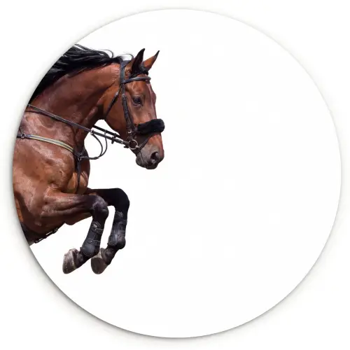 Paard - Springen - Modern Wandcirkel kunststof plaat 5mm dik klein -3d