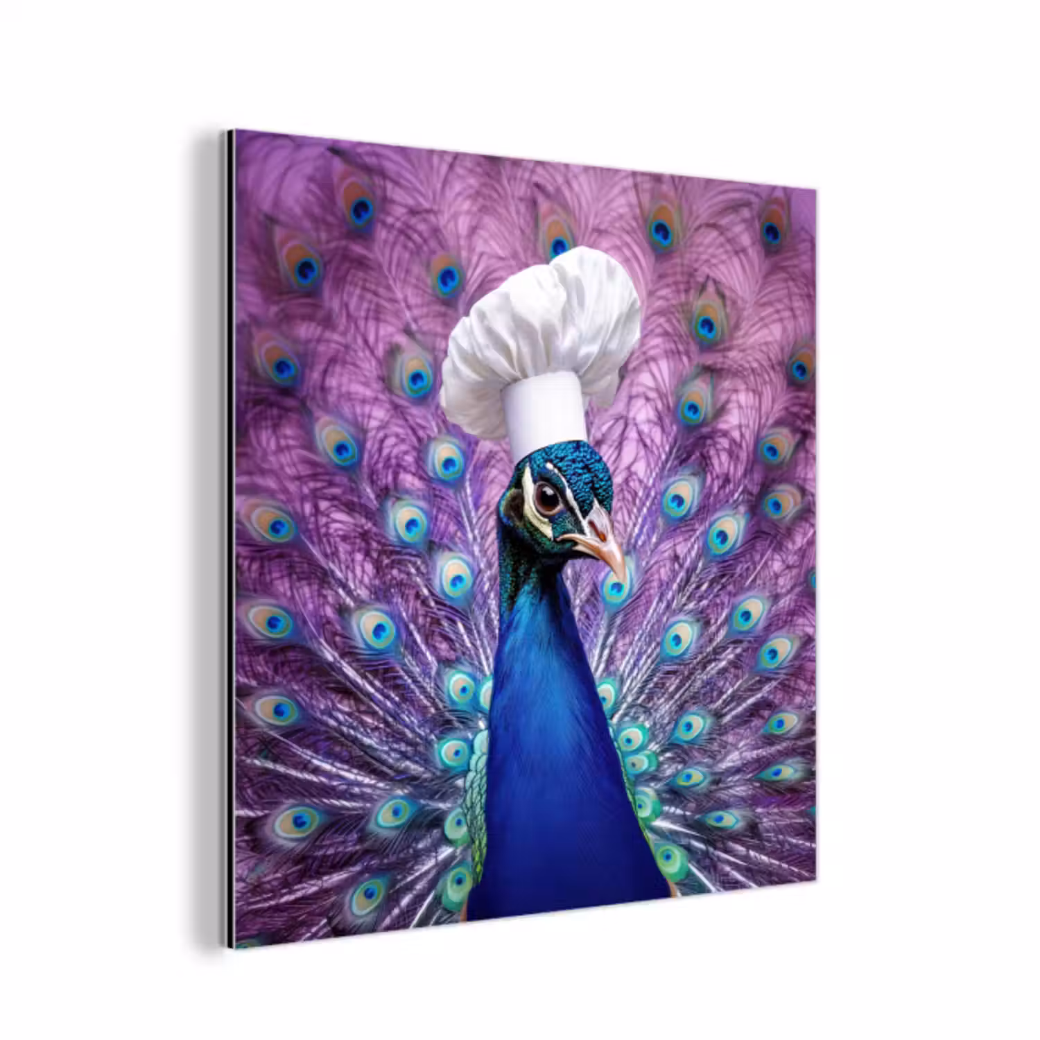 Aluminium schilderij - Pauw - Koksmuts - Cool - Paars