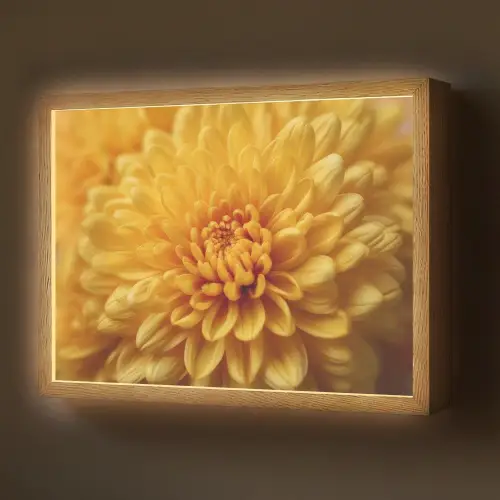 Geel - Chrysant - Zachtheid Light Box met batterij (Wandlamp) middel -z3d_website