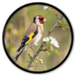 Putter - Bloesem - Lente - Natuur - Kleurrijk Fotolijst rond zonder passe partout klein -3d