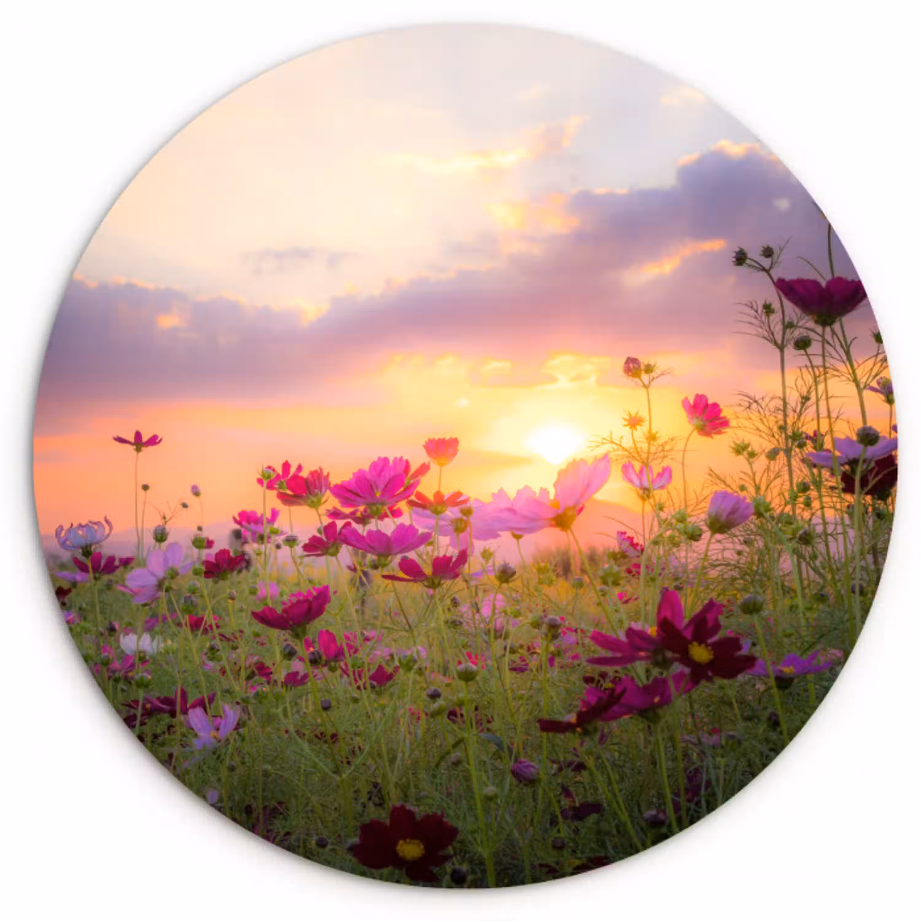 Bloemen - Roze - Zonsondergang - Natuur - Weide - Horizon Wandcirkel kunststof plaat 5mm dik klein -3d
