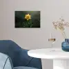 Bloem - Narcis - Gras - Geel poster papier klein -sfeer3