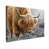 Schotse Hooglander - Dieren - Bruin - Koe - Zwart - Wit - Natuur Tuinposter op houten frame 2 cm dik klein -3d