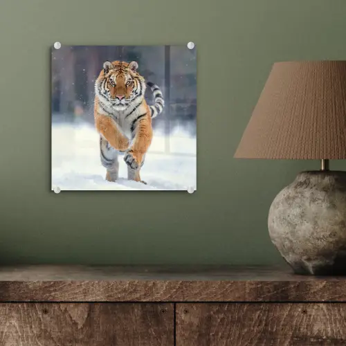 Tijger - Landschap - Sneeuw - Winter - Dieren plexiglas 5mm klein -sfeer3