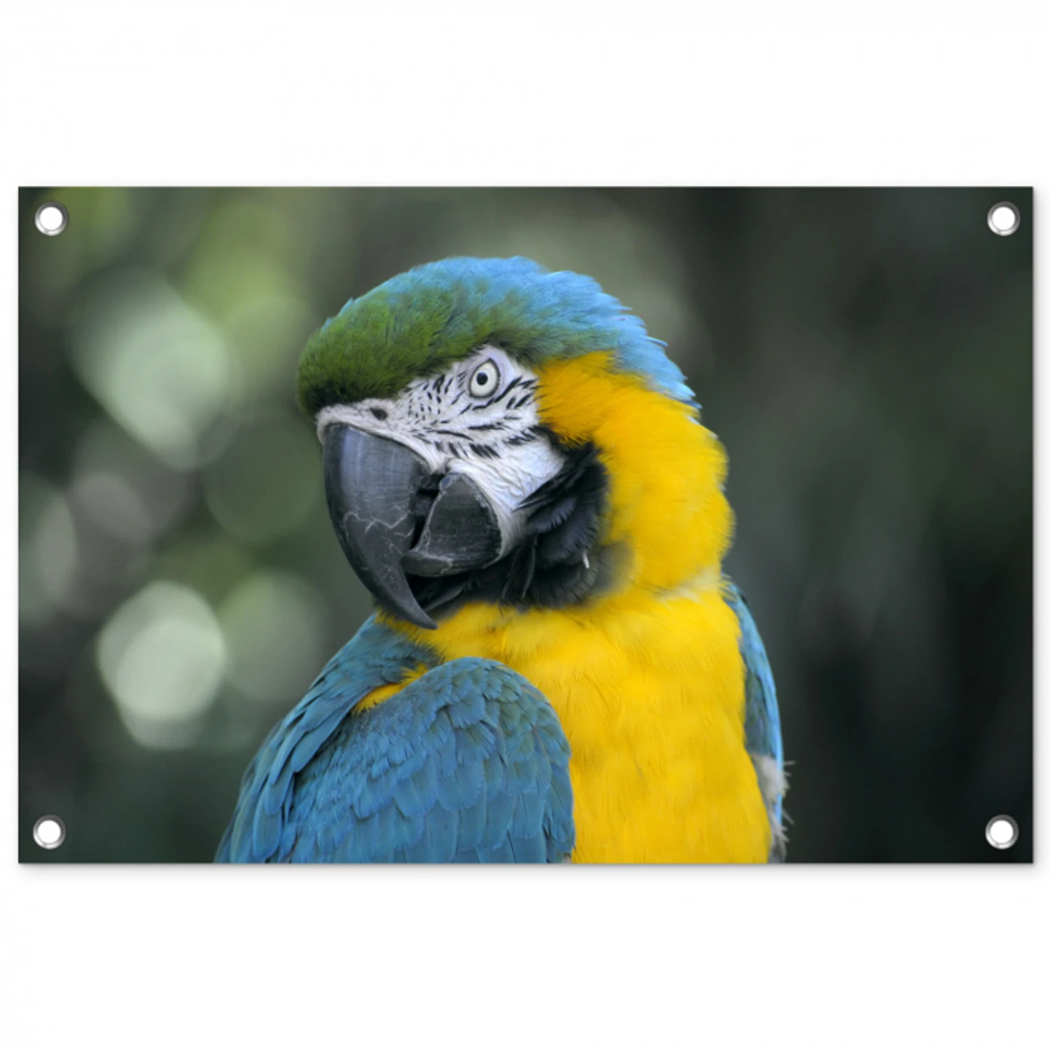 Vogel - Papegaai - Blauw tuinposter los doek klein -3d