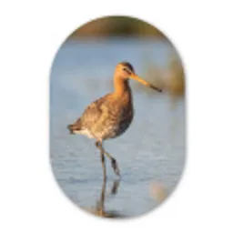 Vogel - Steltloper - Water - Natuur Wandcirkel Ovaal Aluminium middel -3d