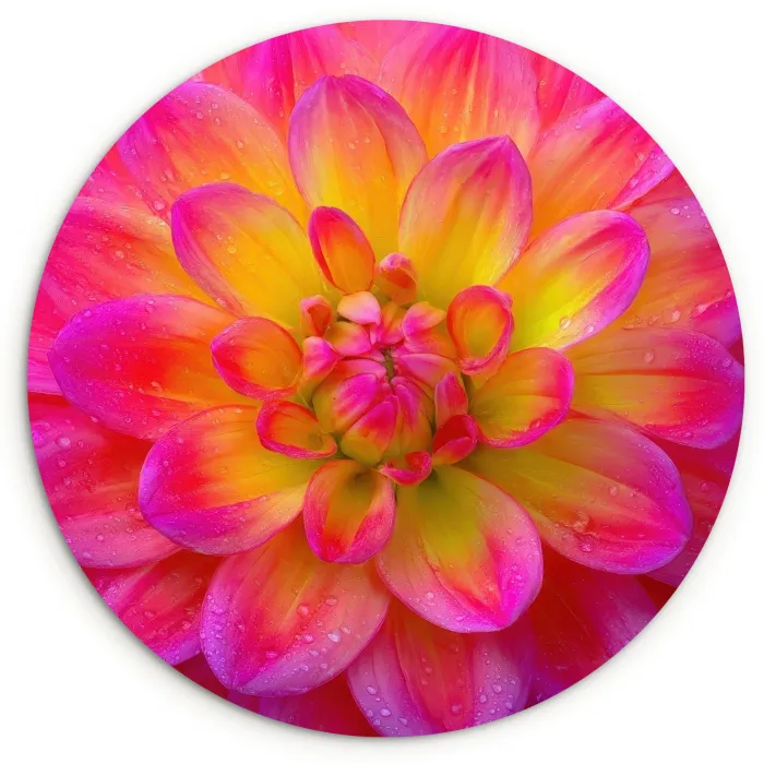 Roze - Dahlia - Kleurrijk Wandcirkel kunststof plaat 5mm dik klein -3d