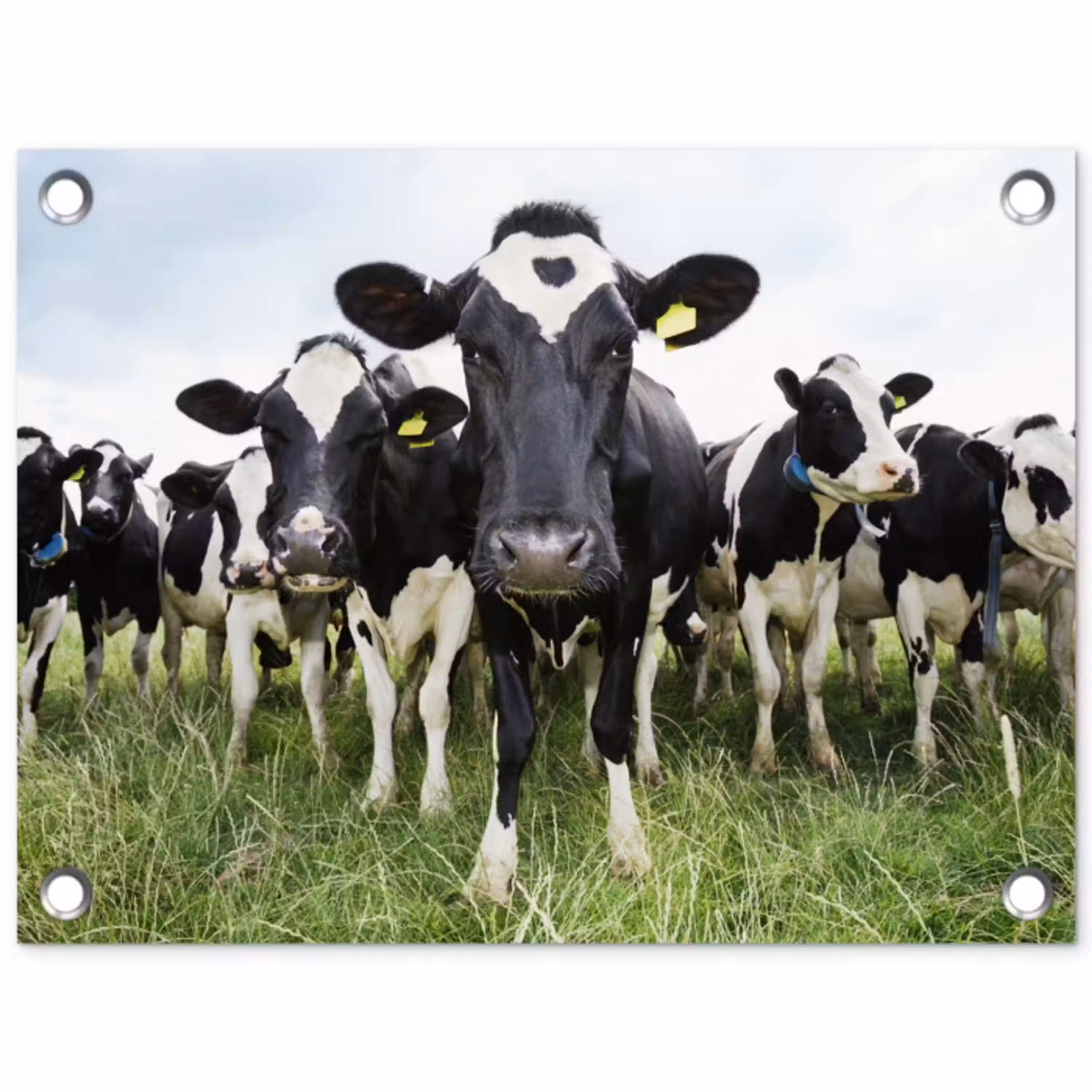 Koeien - Gras - Lente - Dieren - Weiland - Boerderij tuinposter los doek klein -3d