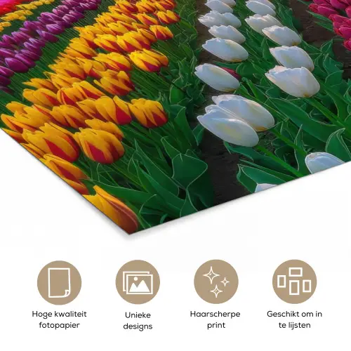 Tulpenveld - Zonsondergang - Kleurrijk poster papier klein -closeup_NL