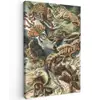 Vintage - Kunst - Ernst Haeckel - Salamanders - Dieren canvas 2cm klein -z3d