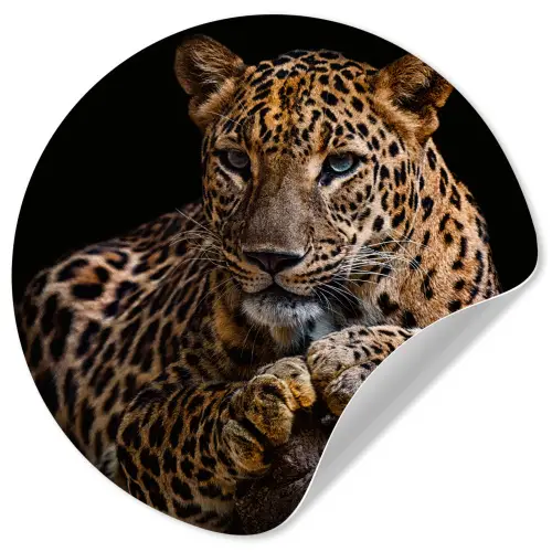 Wilde dieren - Panter - Portret - Zwart - Dieren Wandcirkel behangsticker klein -3d