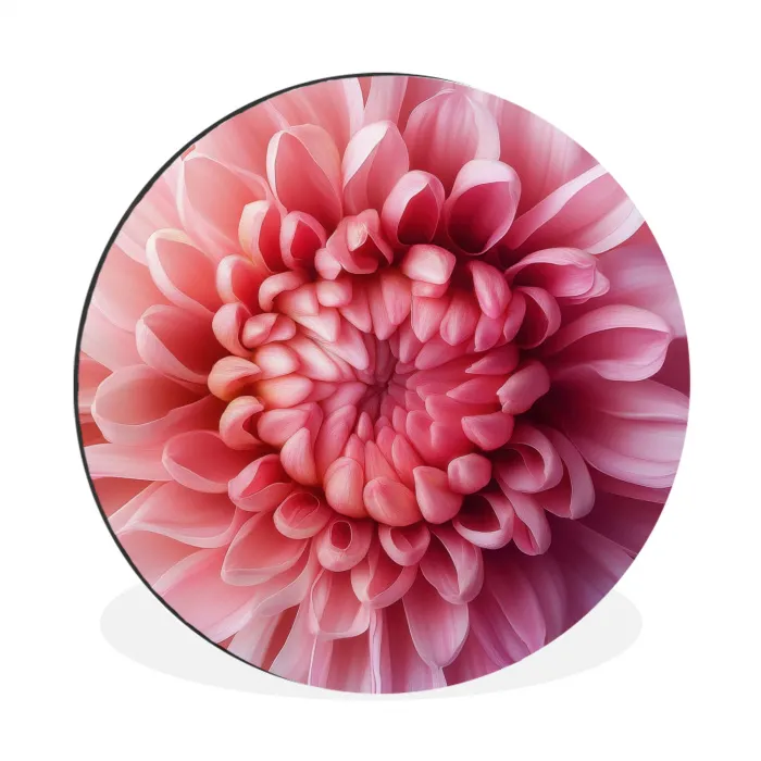 Dahlia - Bloem - Close up - Roze Wandcirkel aluminium klein -3d