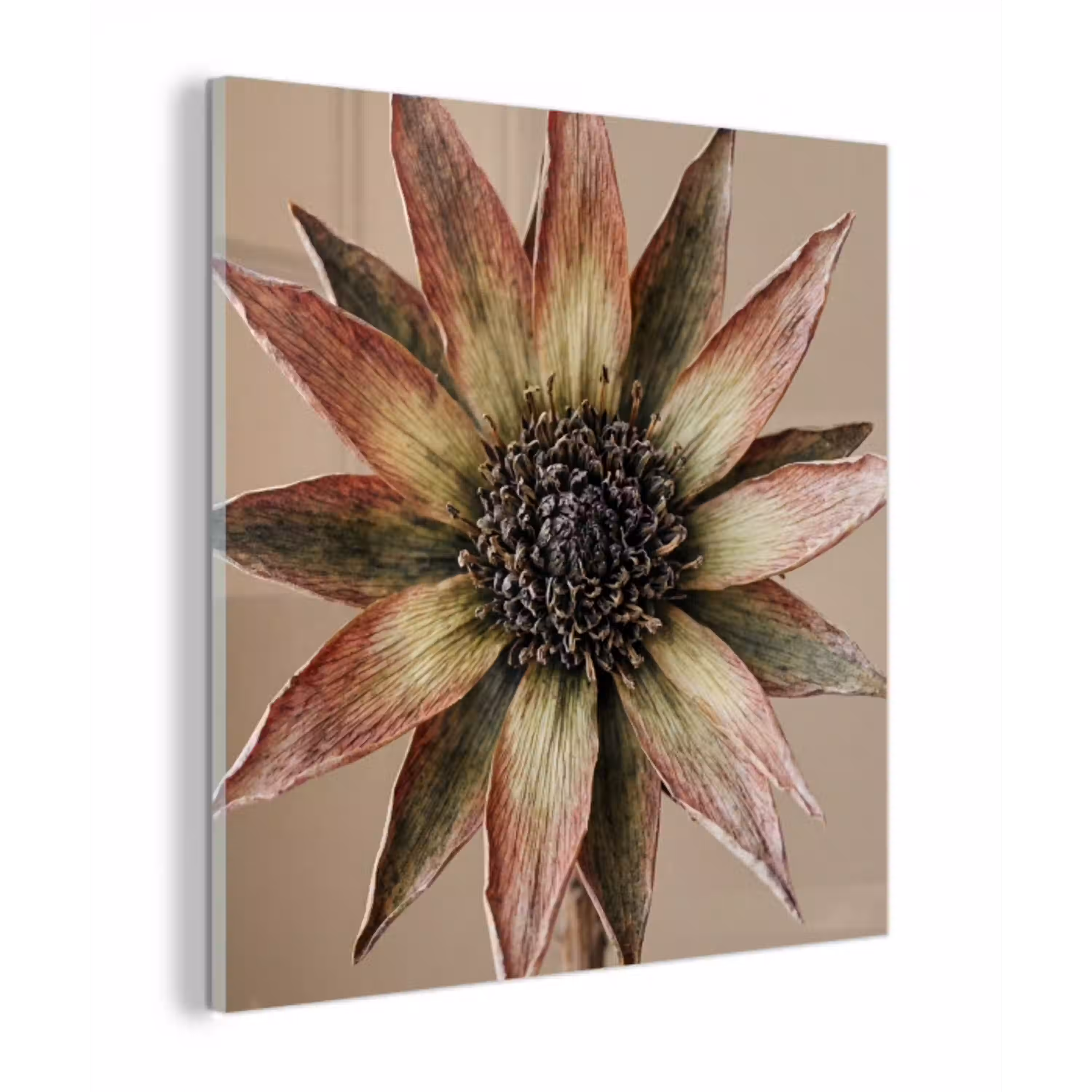 Droogbloem - Protea - Vintage - Beige - Rustiek plexiglas 5mm klein -z3d