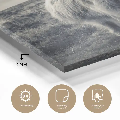 Schotse hooglander - Dieren - Wolken - Koe - Natuur plexiglas 5mm klein -sfeer2