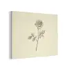 Illustratie - Zwart - Roos PET vilt klein -3d