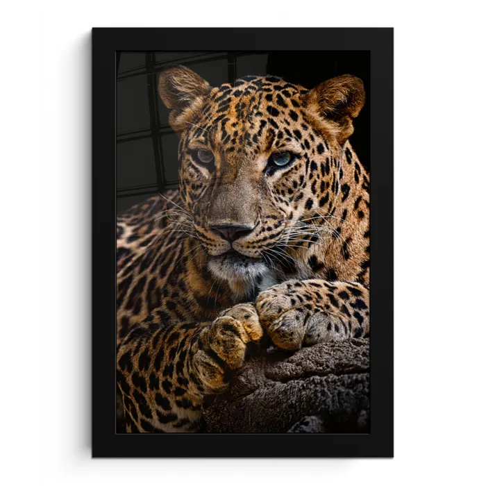 Wilde dieren - Panter - Portret - Zwart - Dieren fotolijst zwart zonder passe partout klein -3d