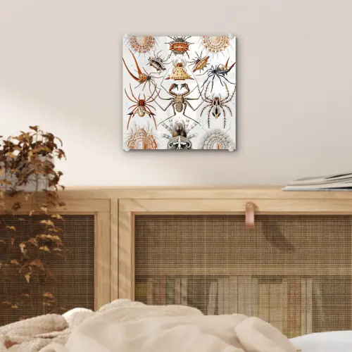 Retro - Spin - Ernst Haeckel - Spinnen plexiglas 5mm klein -sfeer4