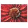 Close up - Bloem - Quote - Rood Deurmat klein -zkaufland3d