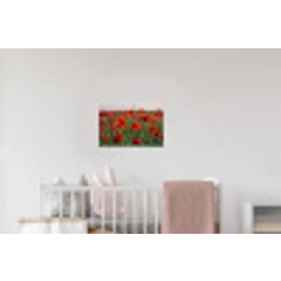 Bloemen - Klaprozen - Natuur - Rood Muursticker klein -kinderkamer