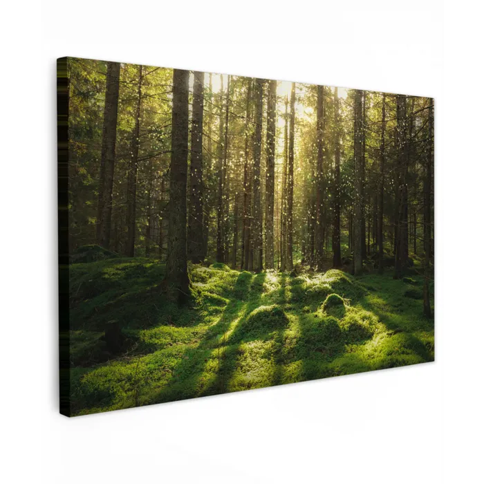 Bomen - Bos - Mos - Planten - Zon - Natuur Tuinposter op houten frame 2 cm dik klein -3d